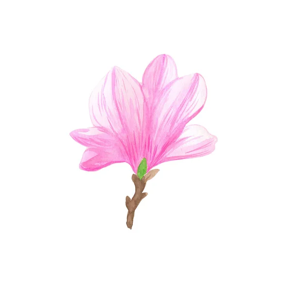 Illustration Isolated Pink Magnolia Wild Flowers Watercolor Hand Drawn Style — Stock Photo, Image