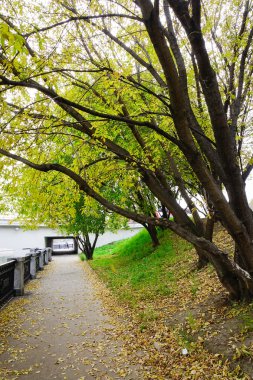 Sonbahar ağaçlara Şehir Parkı, Moskova, Rusya.