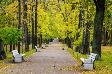 Avrupa'nın parkta birçok ahşap banklar ile sonbahar ağaçlar.