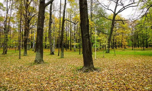 Осінні Дерева Лісі Європі — стокове фото