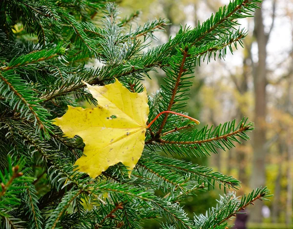 ヨーロッパの松の木の秋の葉 — ストック写真