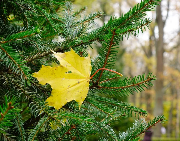 Herfstblad Naaldboom Europa — Stockfoto