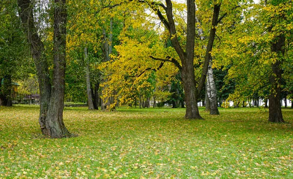 Stromy Lese Podzim — Stock fotografie