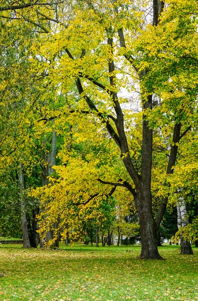 Saint Petersburg, Rusya Federasyonu Park'ta sonbahar ağaçlar.