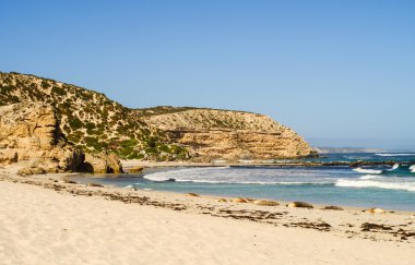 Kanguru Adası, Güney Avustralya mühür Koyu'ndaki mühürler.