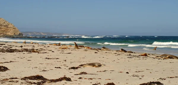 Seals Seal Bay Kangaroo Island South Australia — Stock Photo, Image