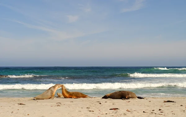 Sellos Seal Bay Kangaroo Island Australia Meridional — Foto de Stock