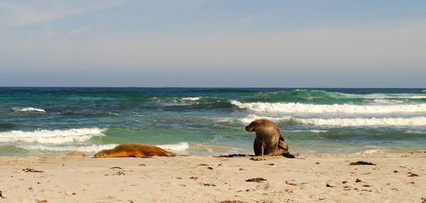 Sellos Seal Bay Kangaroo Island Australia Meridional — Foto de Stock