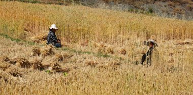 Yunnan, Çin - 24 Nisan 2014. Çin halkı Yunnan, Çin pirinç alanında çalışır. Birçok çiftçi için pirinç (yaklaşık 800 $ yıllık gelirin ana kaynağı olduğunu.).
