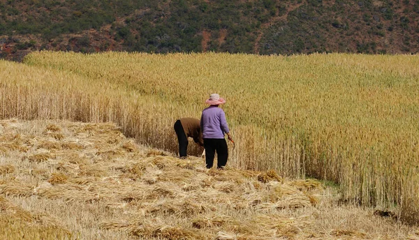 Yunnan China Apr 2014 Unidentified Chinese Farmers Work Rice Field — Stock Photo, Image