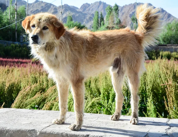 Hund Auf Landstraße Bei Sonnigem Tag Ladakh Indien — Stockfoto