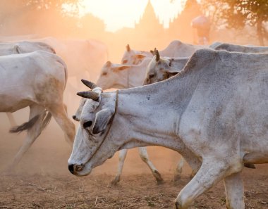 Grup günbatımı Bagan, Myanmar, tozlu yolda yürürken inek.