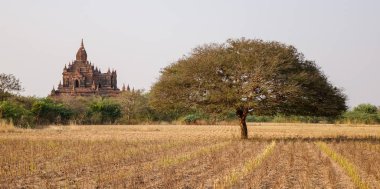 Htilominlo Tapınağı alanı Bagan, Myanmar güneşli bir günde.