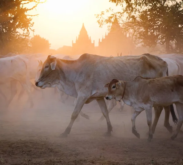 Groep Van Koe Lopen Stoffige Weg Bagan Myanmar — Stockfoto