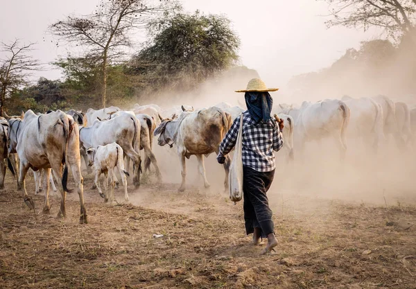 Женщина Своими Коровами Идет Пыльной Дороге Багане Мьянма — стоковое фото