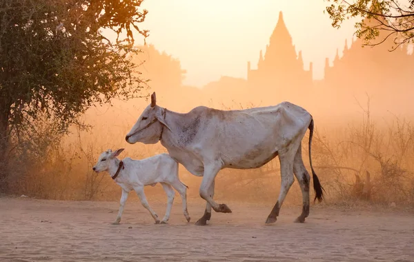 Vaches Marchant Sur Une Route Poussiéreuse Coucher Soleil Bagan Myanmar — Photo