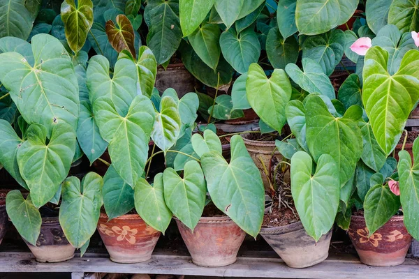 Taro bitkiler Garden