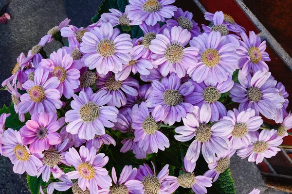 Пурпурные Цветы Саду — стоковое фото