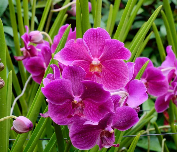 Lila Orchideenblumen Blühen Botanischen Garten Von Singapore — Stockfoto