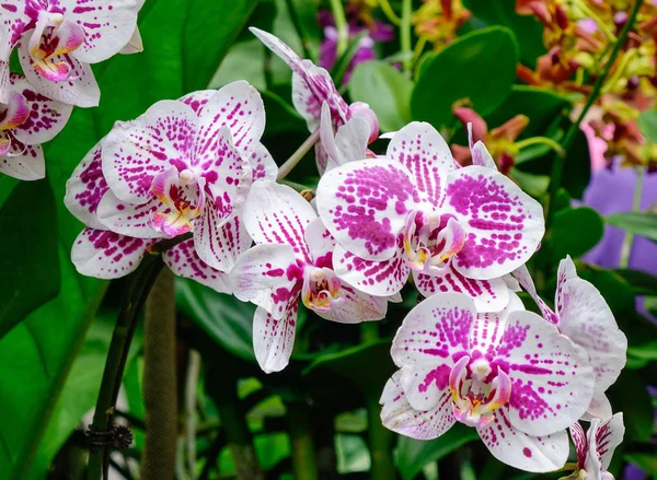 Květy Orchidejí Kvetou Singapurské Botanické Zahradě — Stock fotografie
