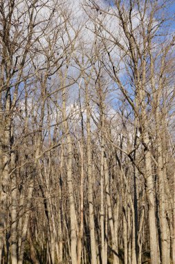 Çam ağacı kışın orman Nikko, Japonya.