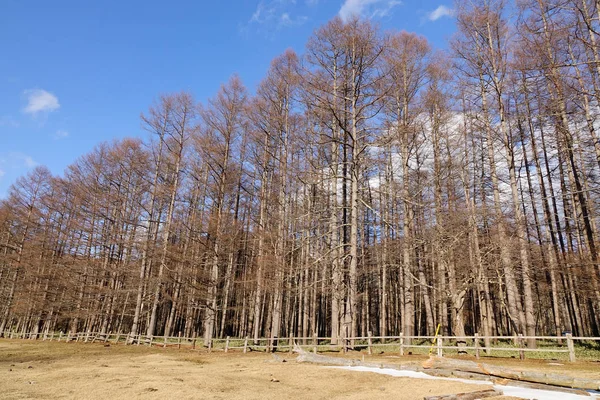 日本で晴れた日に松の森 — ストック写真