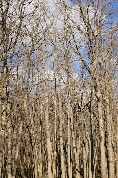 Çam ağacı kışın orman Nikko, Japonya.