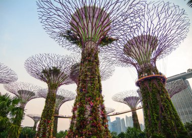 Singapur - 4 Haziran 2015. Bay Singapur tarafından Gradens supertree Grove.