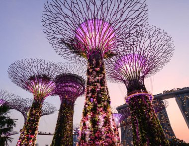 Singapur - 4 Haziran 2015. Bay Singapur tarafından Gradens Supertree bahçesinde ışığında.