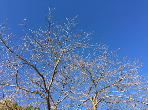 Árbol Seco Bajo Cielo Azul Día Soleado Bosque —  Fotos de Stock