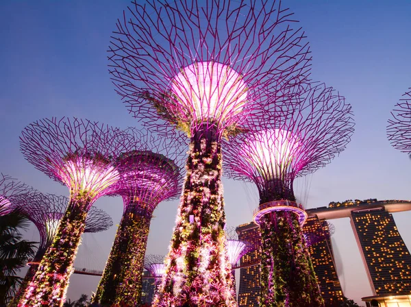 Singapur - 4 Haziran 2015. Bay Singapur tarafından Gradens renkli Supertree Grove.
