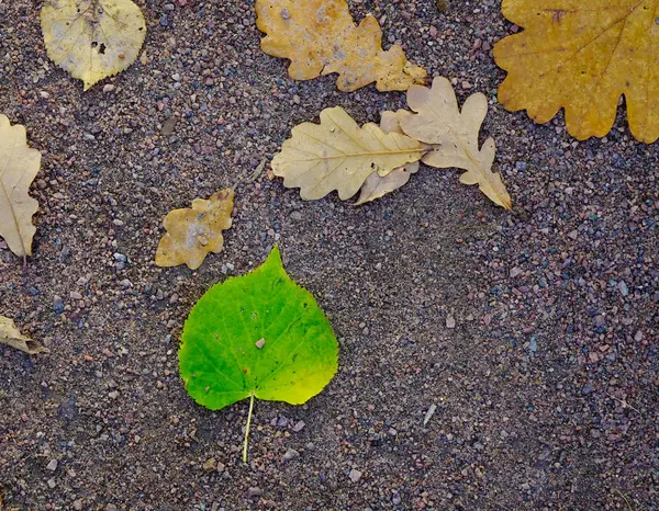 Folhas Várias Cores Outonais Folhagem Queda — Fotografia de Stock