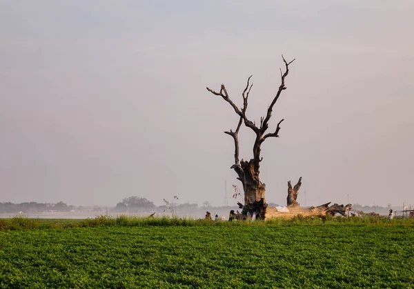 Boom Het Groene Veld — Stockfoto