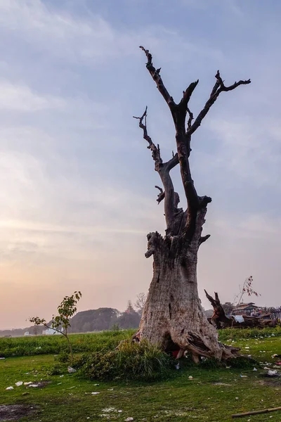 Dode Boom Het Groene Veld — Stockfoto