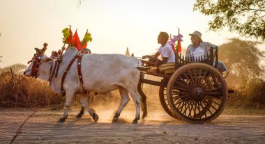 Bagan, Myanmar - 19 Şubat 2016. Tozlu yolda günbatımı Bagan, Myanmar turist taşıyan öküz arabası.
