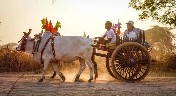 Bagan Myanmar Février 2016 Chariot Boeuf Transportant Des Touristes Sur — Photo