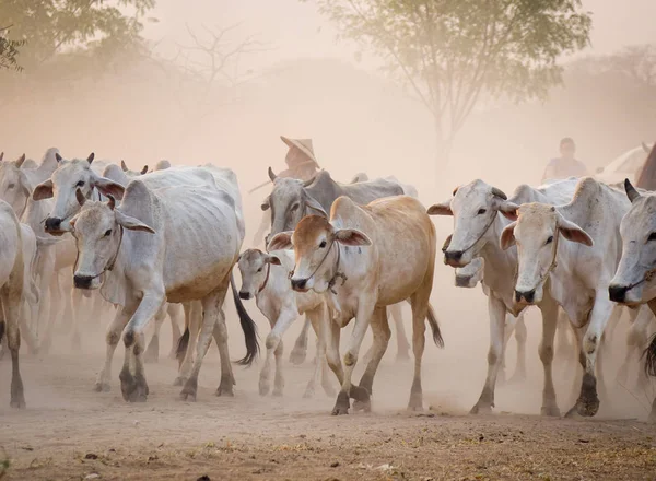 Koeien Lopen Stoffige Weg Bij Zonsondergang Bagan Myanmar — Stockfoto