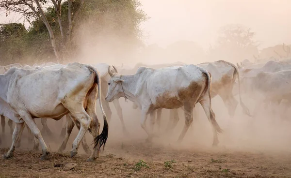 Cows Walking Dusty Road Sunset Bagan Myanmar Bagan Ancient City — Stock Photo, Image