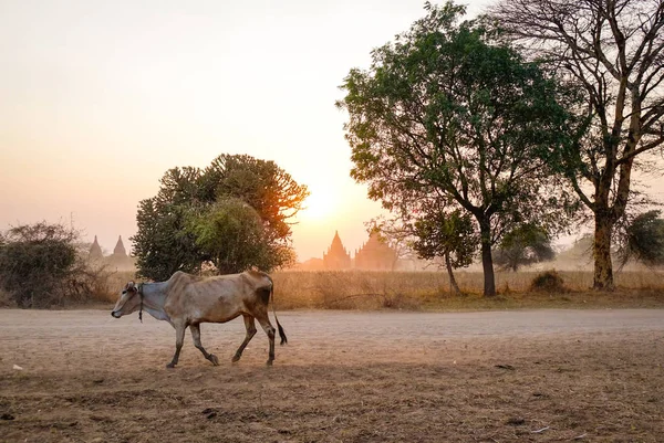 Una Vaca Caminando Por Camino Polvoriento Atardecer Bagan Myanmar —  Fotos de Stock