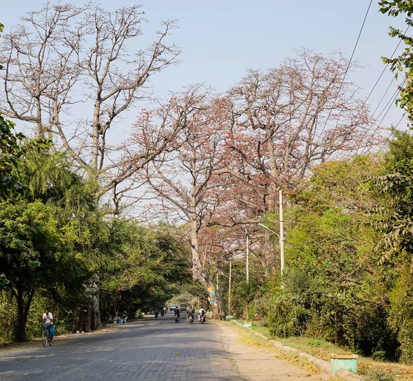 缅甸曼德勒 2016年2月21日 缅甸曼德勒有许多大树的乡村道路景观 — 图库照片