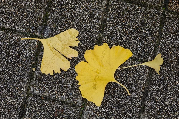 Hermosas Hojas Ginkgo Dorado Marrón Otoño Caídas Suelo Piedra —  Fotos de Stock