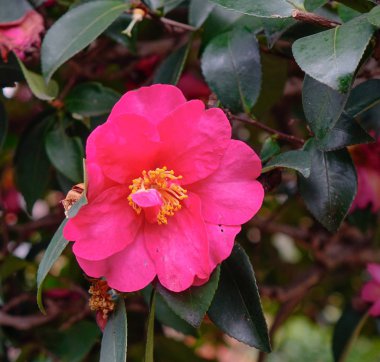 Camellia sasanqua güzel çiçekler