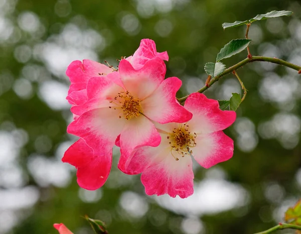 Beautiful flowers of rose — Stock Photo, Image