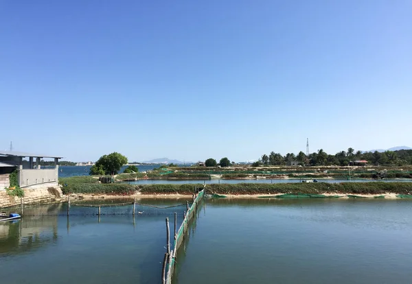 Akvatiske Dyr Rejer Beton Landbrug Fiskerugeri Vietnam - Stock-foto