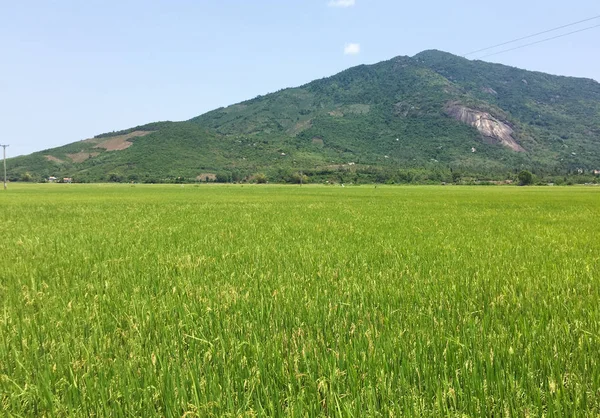 Αναποφλοίωτο Ρύζι Πεδίο Φόντο Βουνό Dong Thap Επαρχία Δέλτα Του — Φωτογραφία Αρχείου