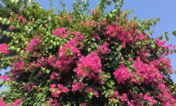 Bellissimi Fiori Carta Magenta Bougainvillea Colore Colorato Bougainvillea Glabra Choisy — Foto Stock