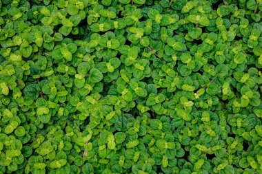 Doğa küçük yaprak yeşil duvar arka planda Şehir Parkı