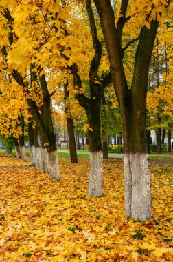 Bahçede çok ağaç ile sonbahar sahne