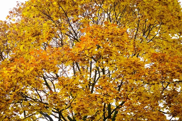 Paisaje Otoñal Con Gran Árbol Parque Ciudad — Foto de Stock