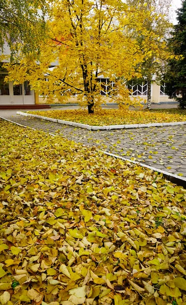 秋天风景与树木在庭院在欧洲 — 图库照片